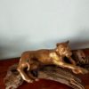 La Lionne – Image 2