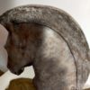 TÊTE DE CHEVAL – Image 5